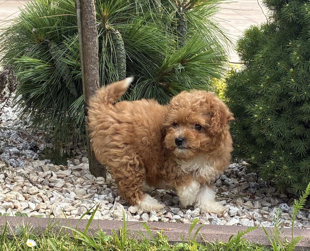 Bichpoo Maltipoo super suczka