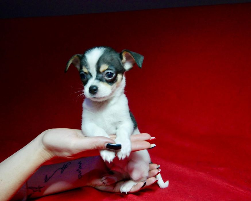 Chichuachua szczeniak