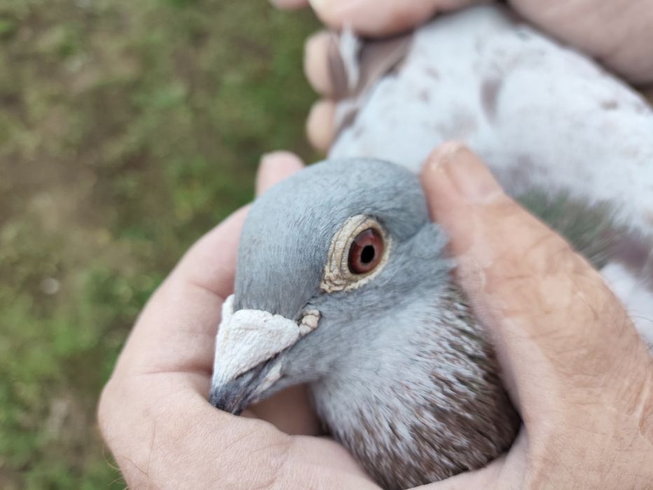 Gołąb Pocztowy Radwański Bricoux