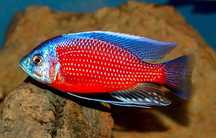 Copadichromis borleyi Kadango.Pyszczaki z Malawi