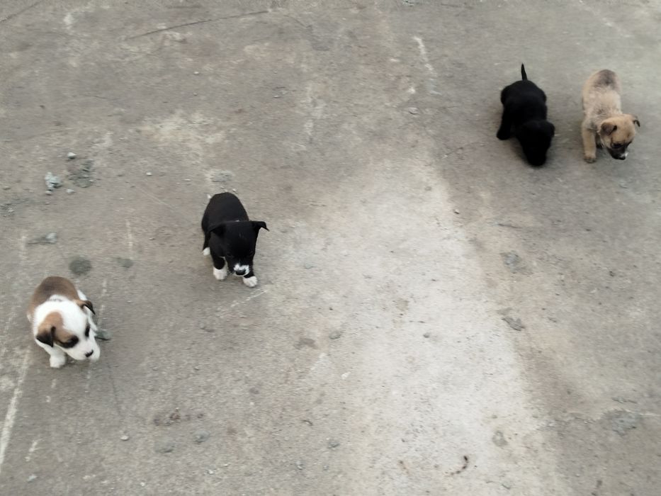 Віддам в хороші руки