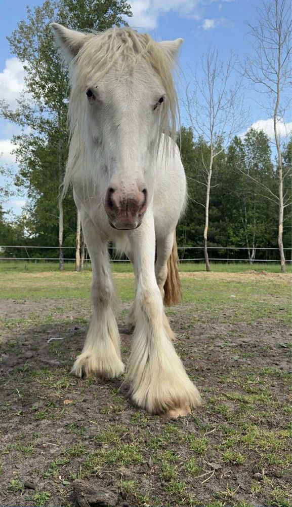 Klacz Tinker/Gypsy cob do hodowlii