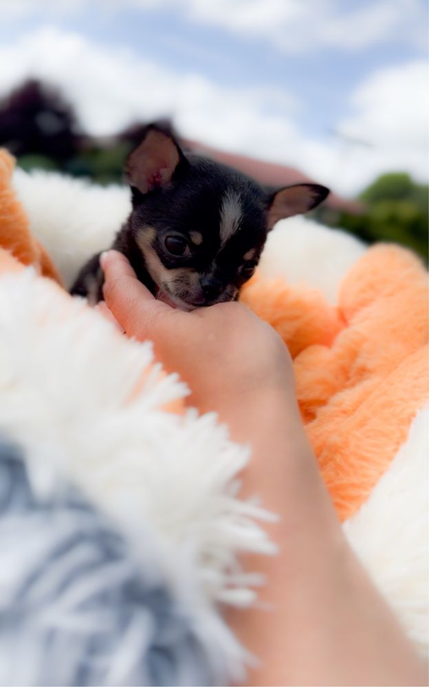 Piękny krótkowłosy MIKRO XS chlopiec Chihuahua.