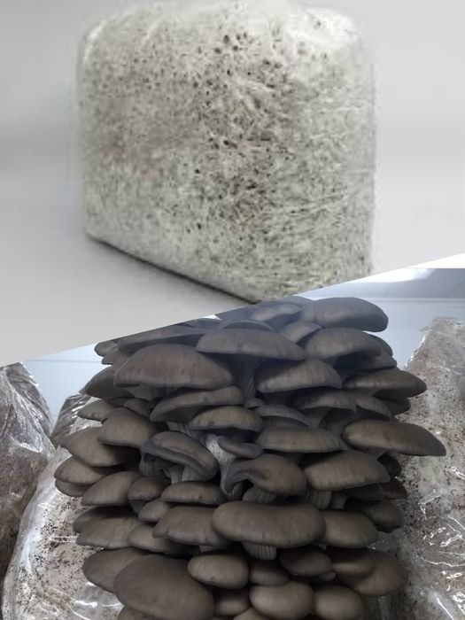 Міцелій Гливи/Вешенки