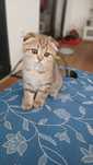 Fêmea scottish Fold