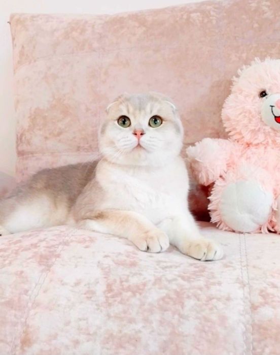 Вислоушка красавчик шотландик Скоттиш Фолд