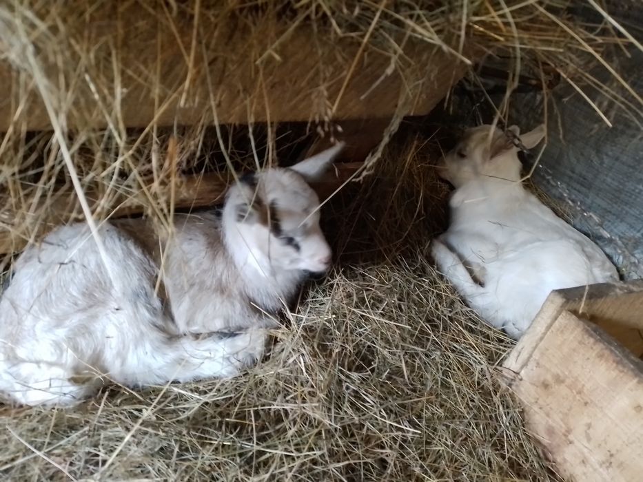 Козенята/кізлята/цапки/