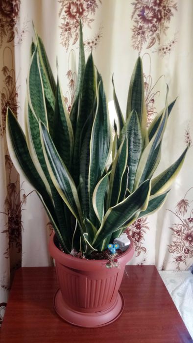 Сансевиерия Футура Суперба (Futura Superba)