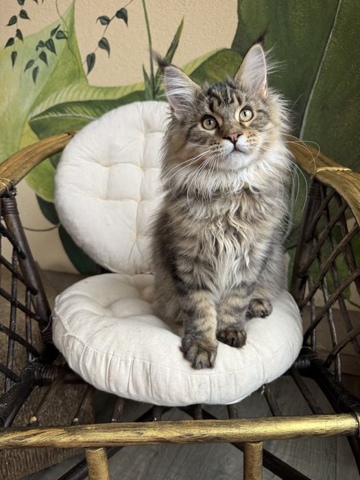 Продається кіт Мейн кун