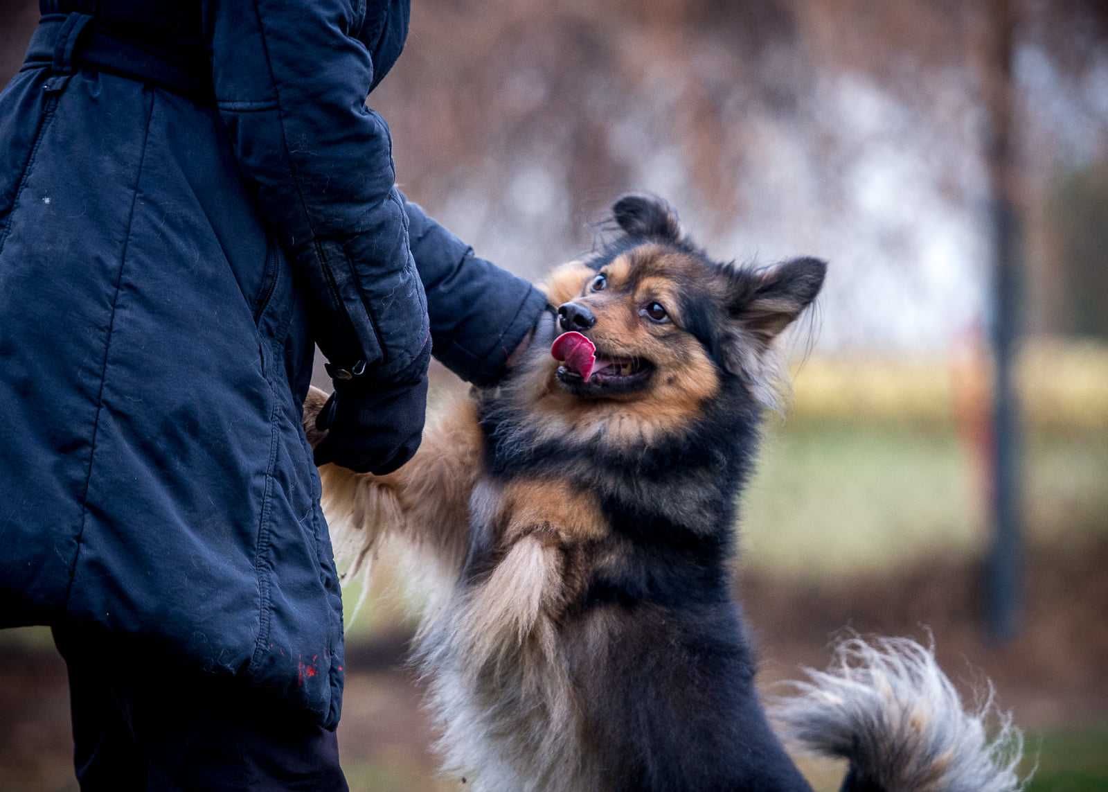 MacGyver ma ok. 5 lat, waży 10 kg i pilnie szuka domu Marta  Zduń.