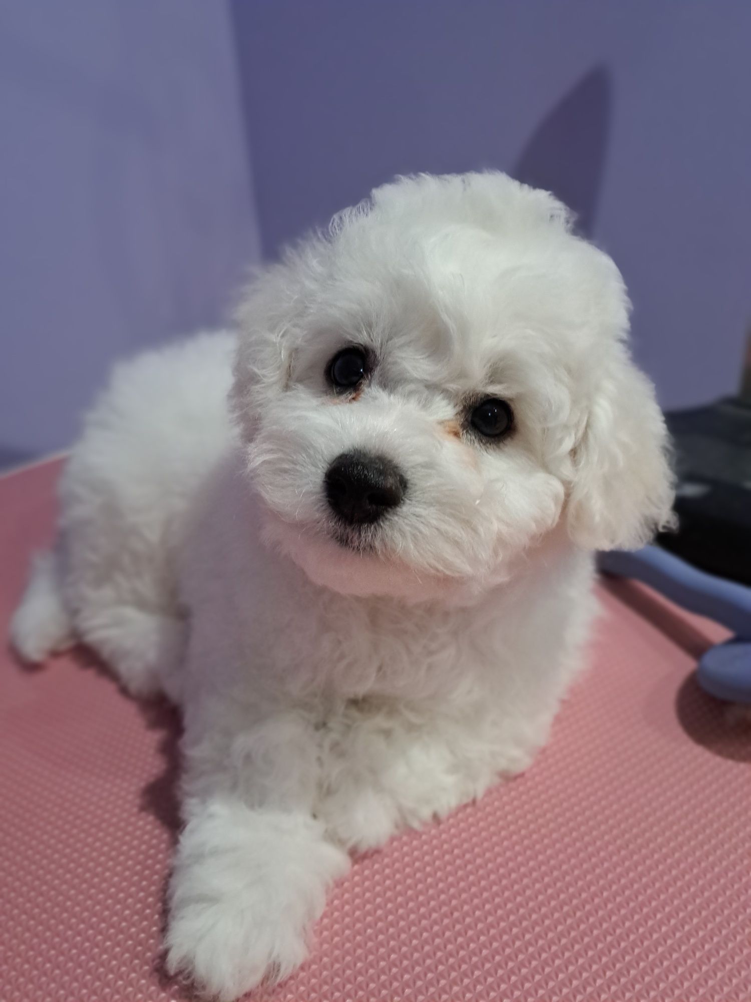 Bichon Frise -piesek Blue