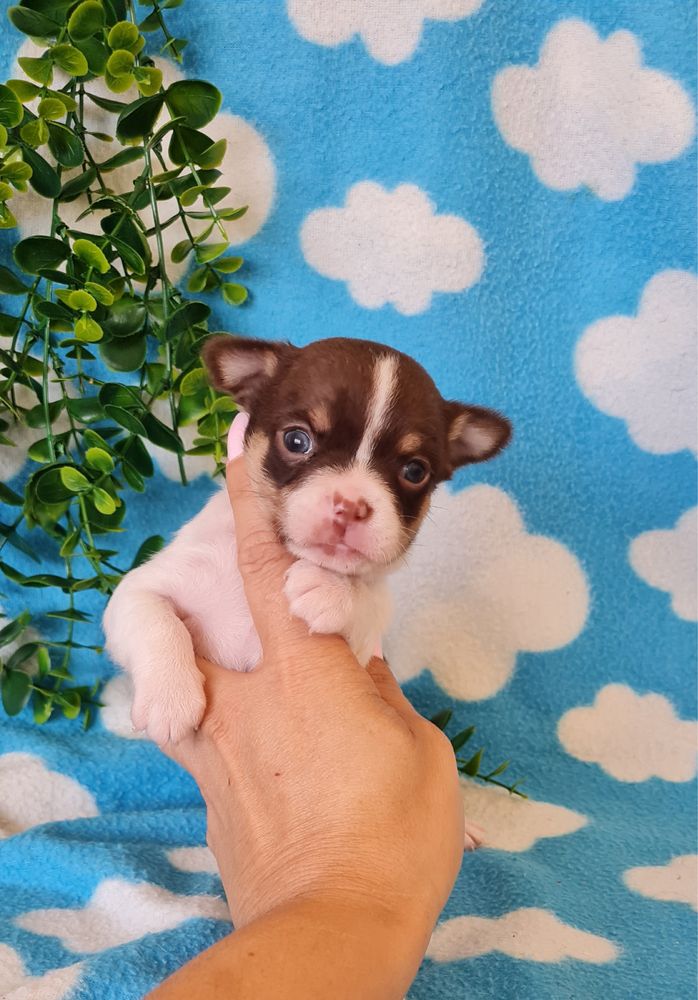 Excelente chocolatinho Chihuahua/Chiuaua de Qualidade