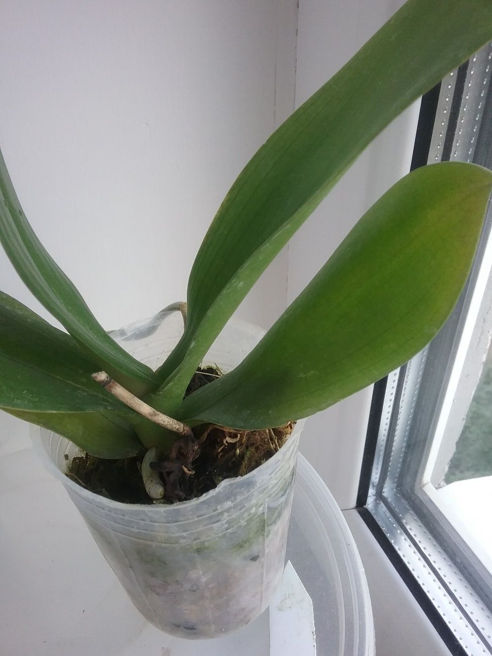 Орхидея Блек  Лейс (Черное кружево)
