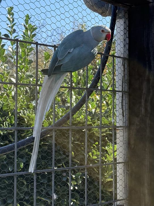 Ring Neck casal 2020