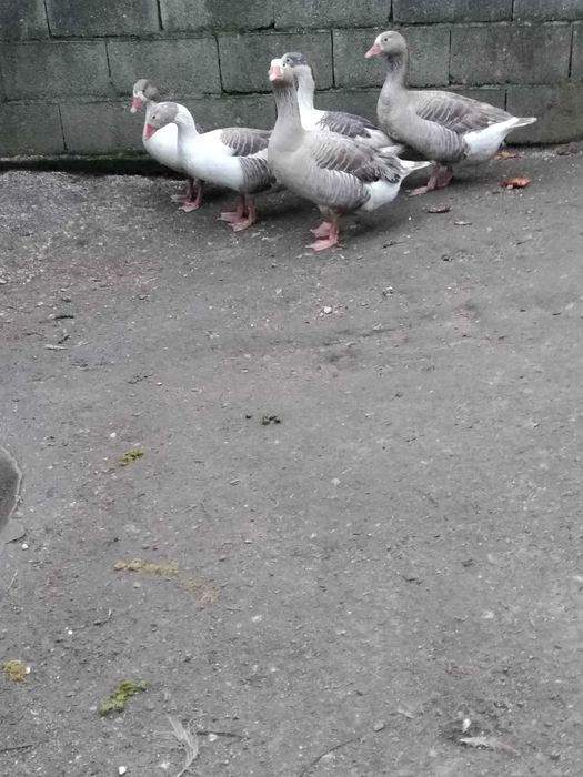 Pato Ganso  (criado ar livre)