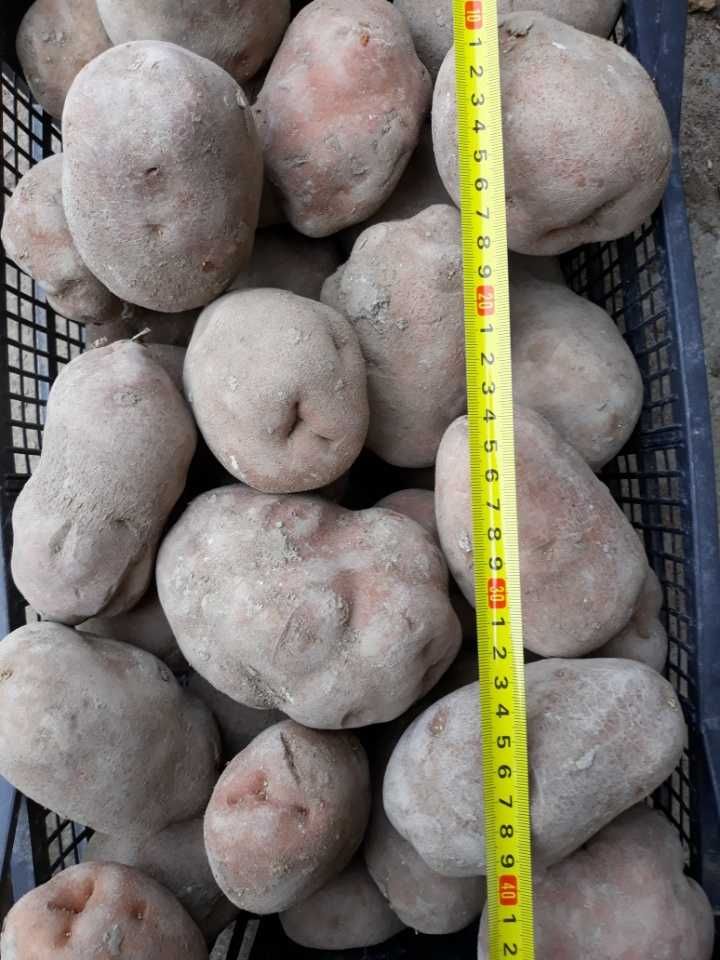 Ziemniaki Bellarosa