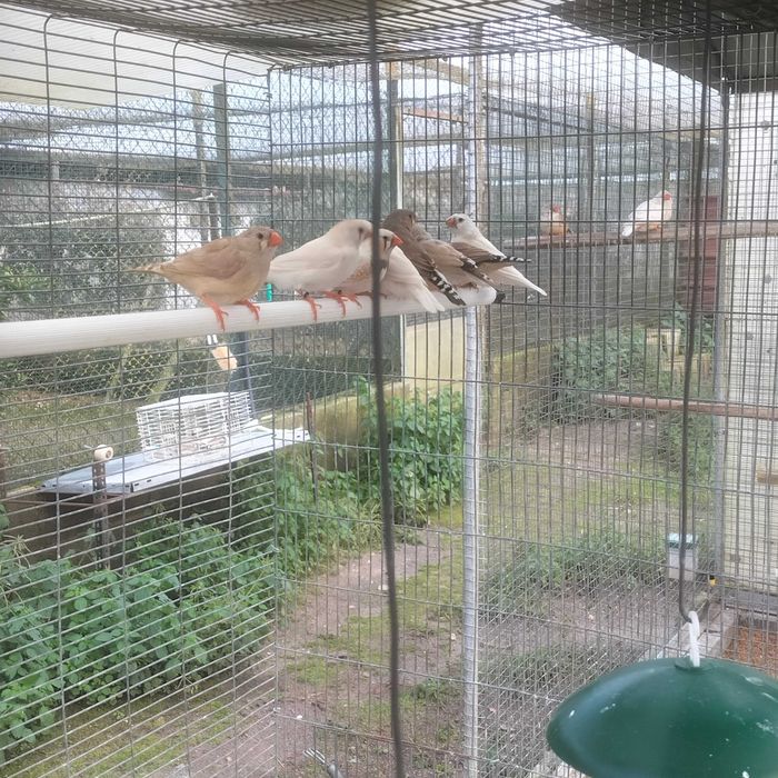 Venda Diamante Mandarins Gigantes