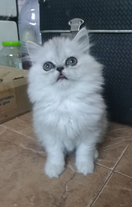 Котята серебристая шиншилла белая