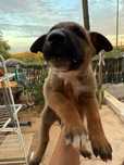 Filhotes de bull Terrier traçado com pastor belga