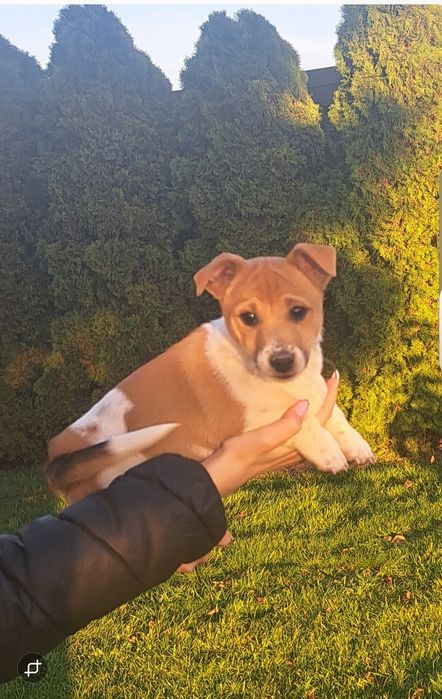 Jack russell terrier szczenię