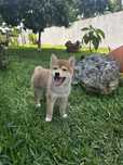 Shiba inu femea