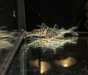 Sum Pictus - TINA ZOO Gliwice Witkiewicza