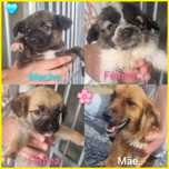 Cães para adoção