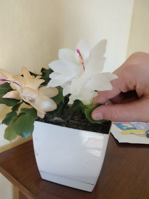 Набір із трьох різдвяників