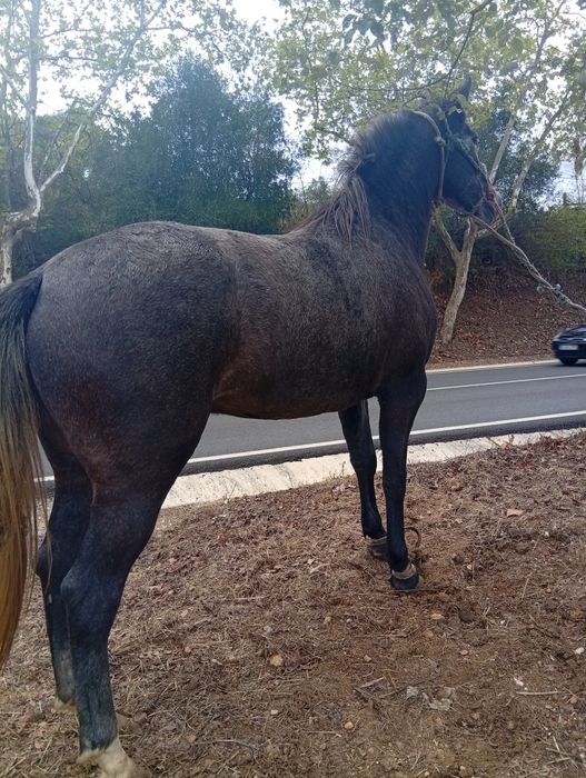 Poldra cruzada  português