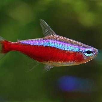 Promocja Neon czerwony . Cetarius