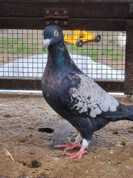 Gołębie pocztowe opal Fril