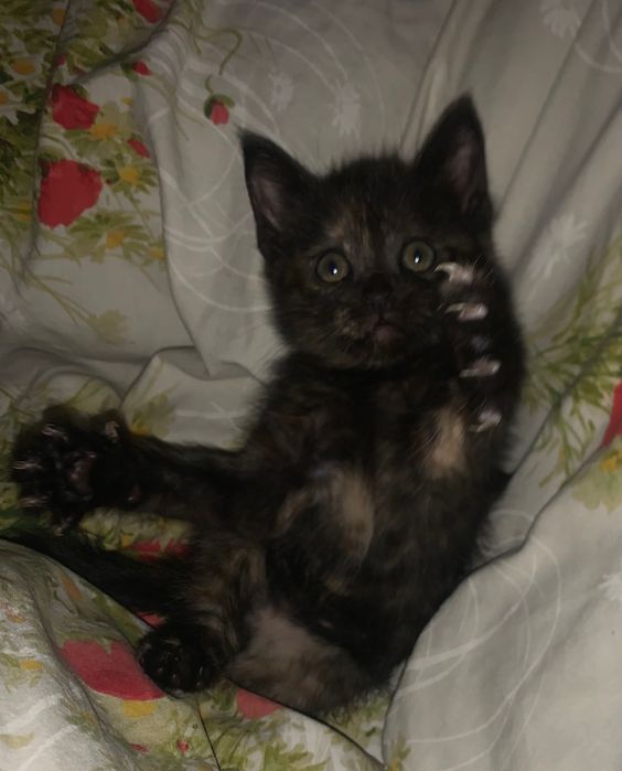 Котенята в хороші руки