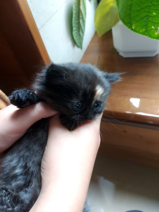 Кошеня дівчинка пухнасте