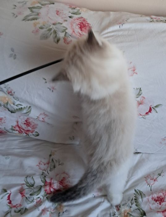 Biały słodziak kocurek Ragdoll