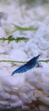 Krewetki Blue Velvet