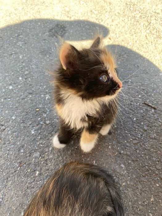 Кошеня в добрі руки з доставкою по Хмельницькій області