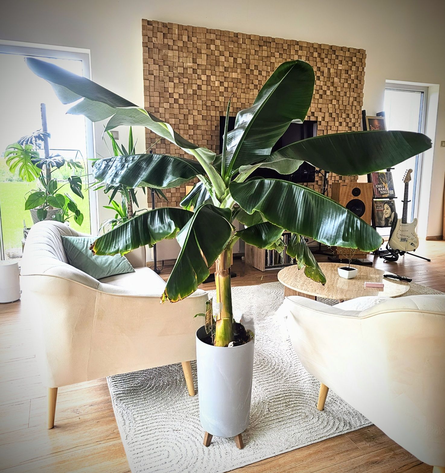 Bananowiec Musa dwarf Cavendish gigant xxl *Rarytas*