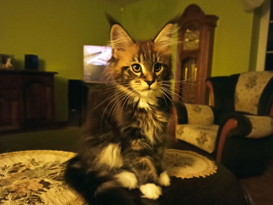 Maine Coon-kocurek po Championie