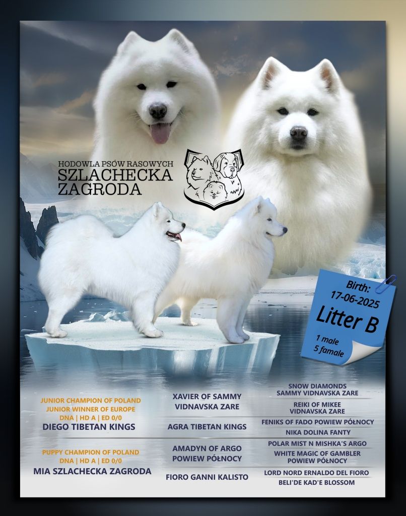 SAMOYED - wyjątkowa rasa dla wyjątkowych ludzi