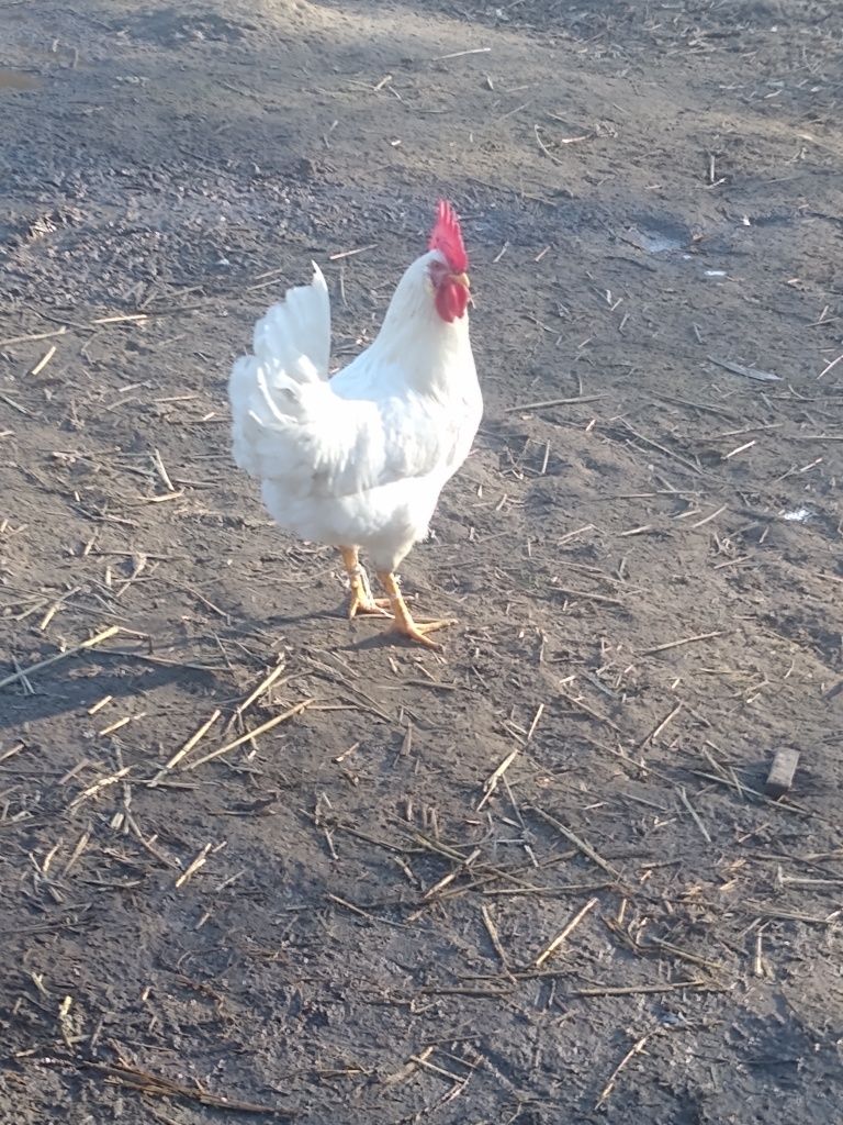 Jaja lęgowe kur mix, jajka kurze, leghorn, kochin, gołoszyjka