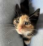 Dou gatinha bebe