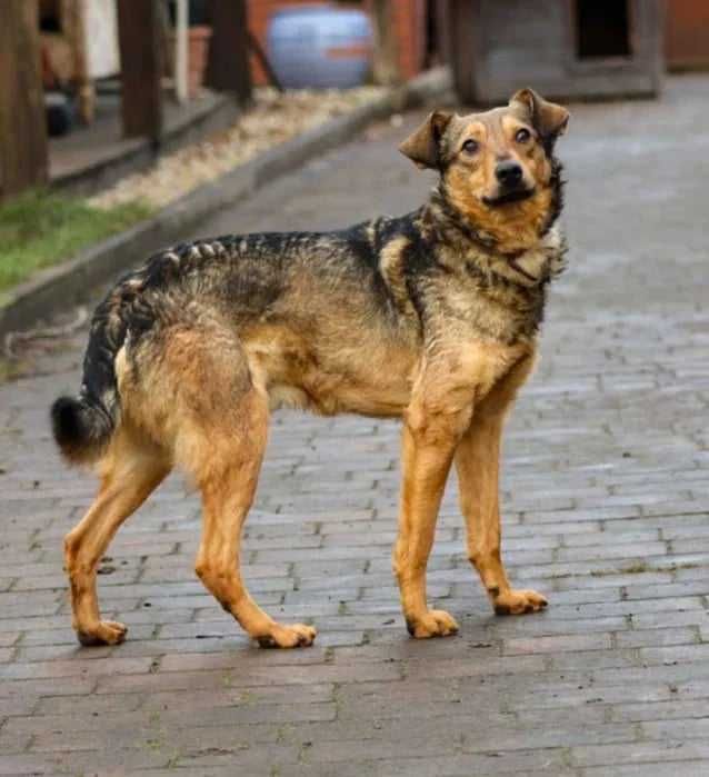 Tak długo czeka na dom wspinały psiak lubi psiaki Adoptuj