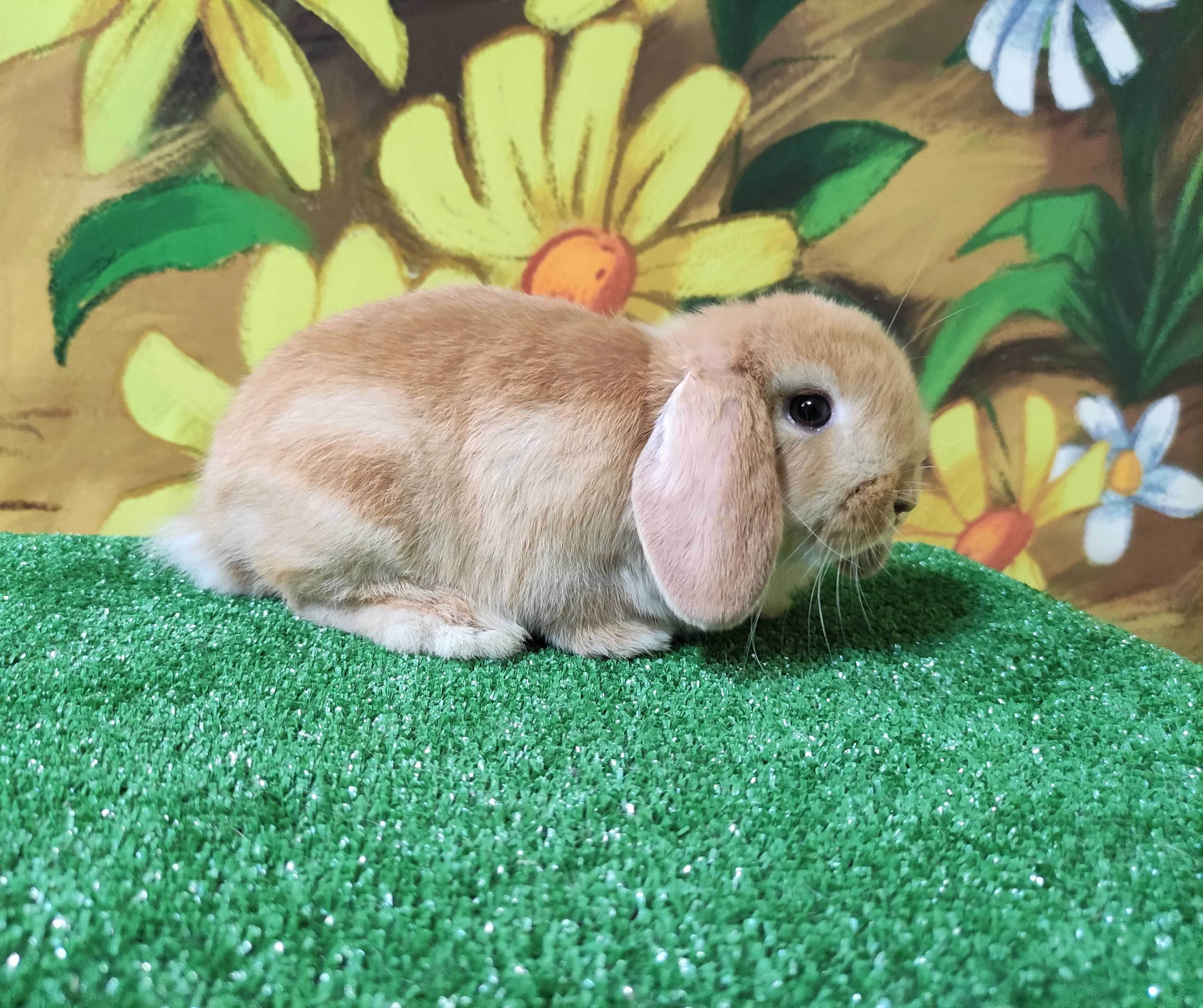 PIĘKNY Mini Lop żółty królik baranek miniaturka  teddy biszkoptowy