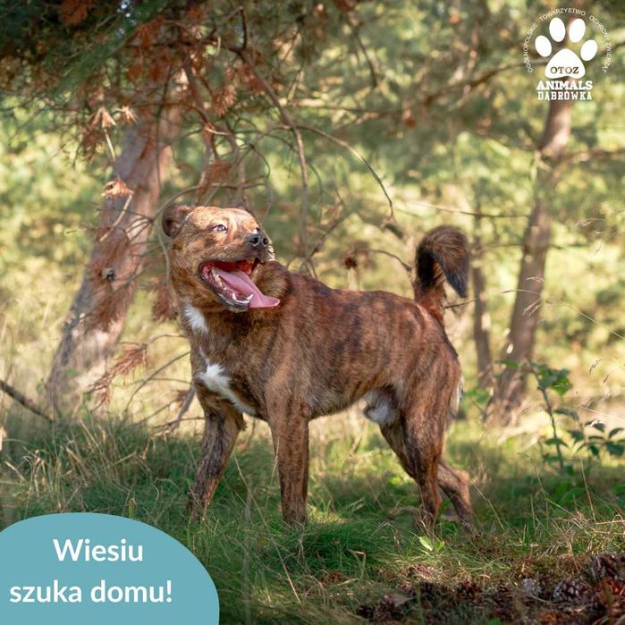 Wiesiu czeka na Ciebie