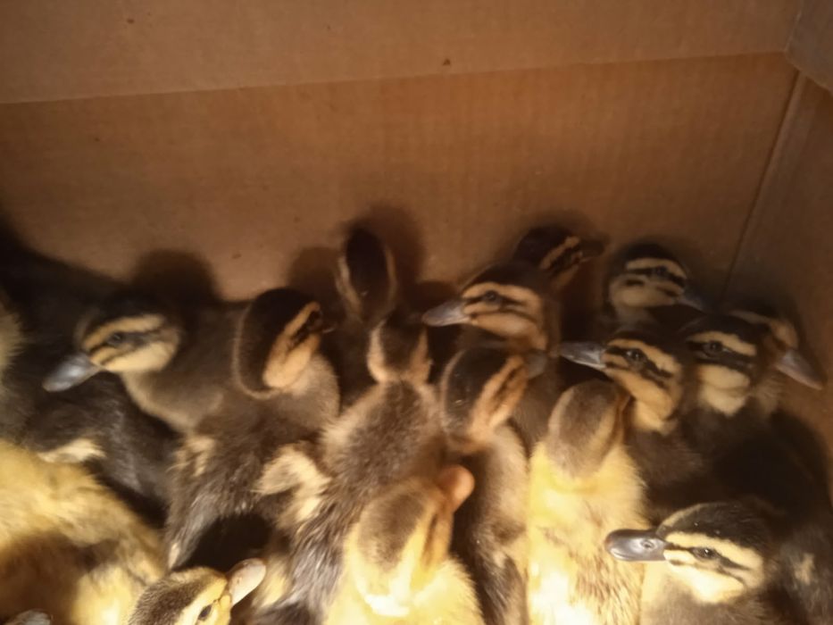 Sprzedam małe kaczki staropolskie i małe gęsi.