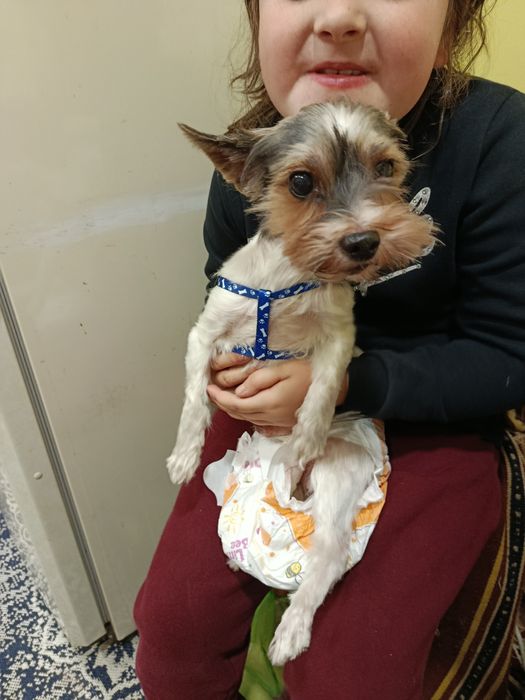 Собачка йоршенский тер'єр