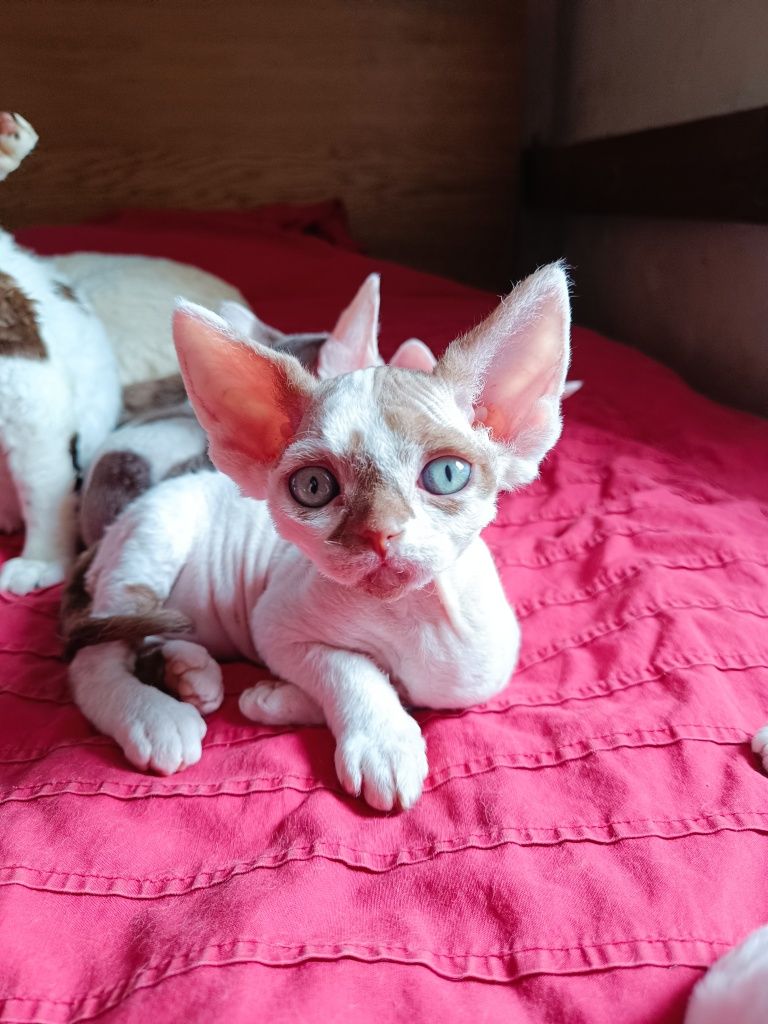 Kocurek devon rex