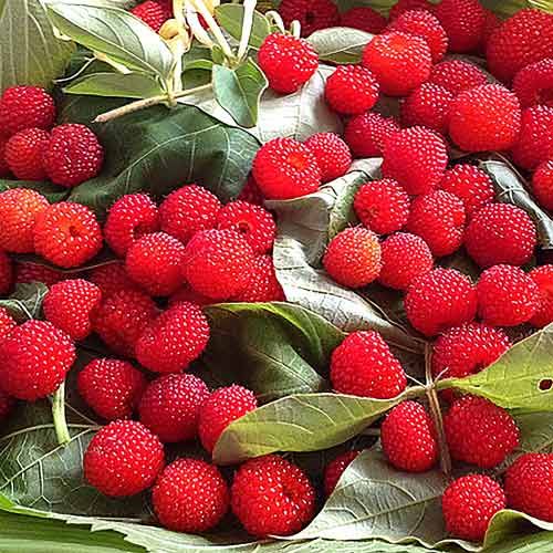 Malinotruskawka -5 cm owoc - Deserowy -Miododajna malina ponętna