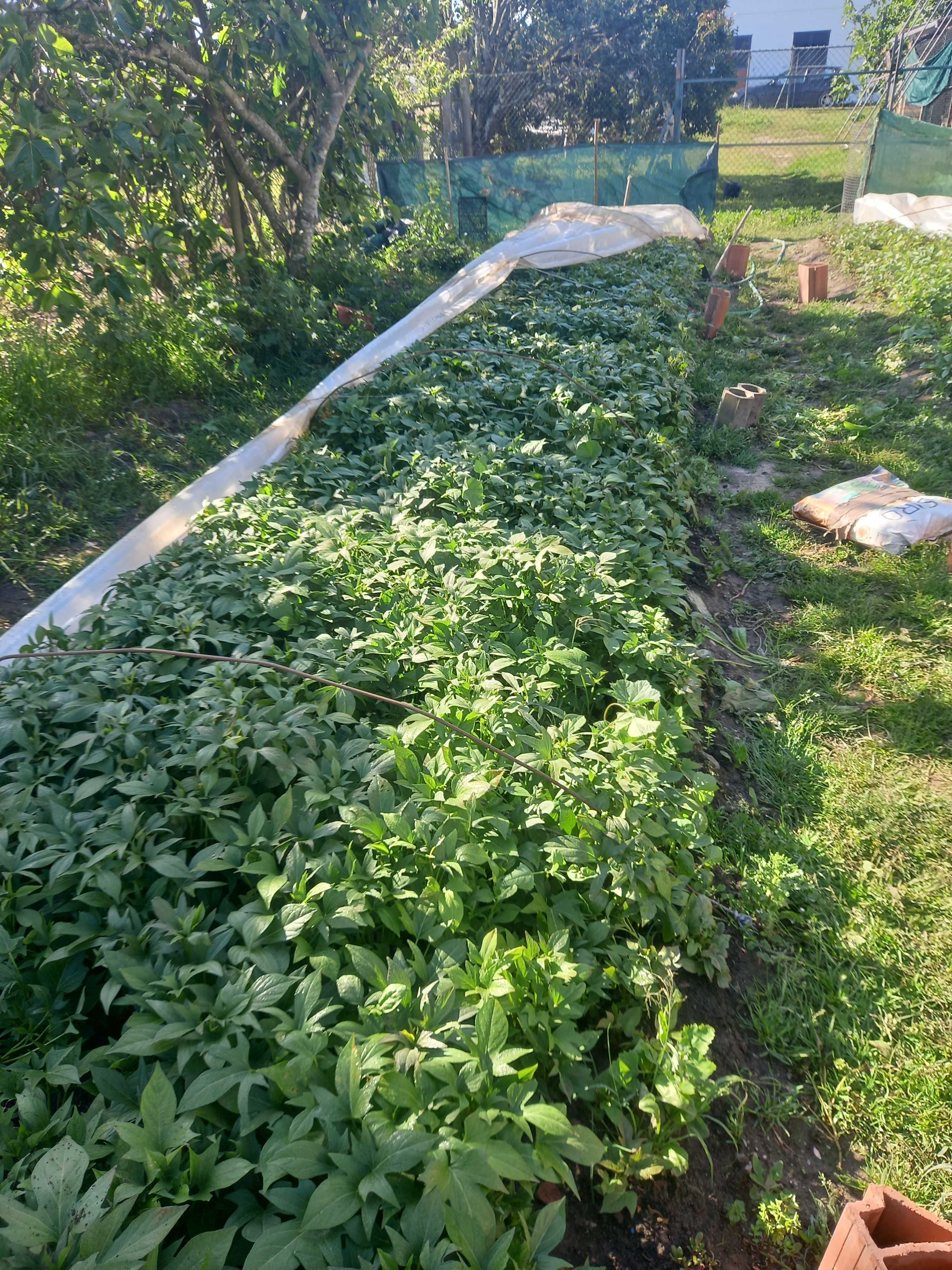 planta batata doce com raiz , normal lira,  laranja ,e roxa.