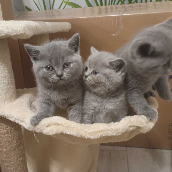 Kotki brytyjskie krótkowłose